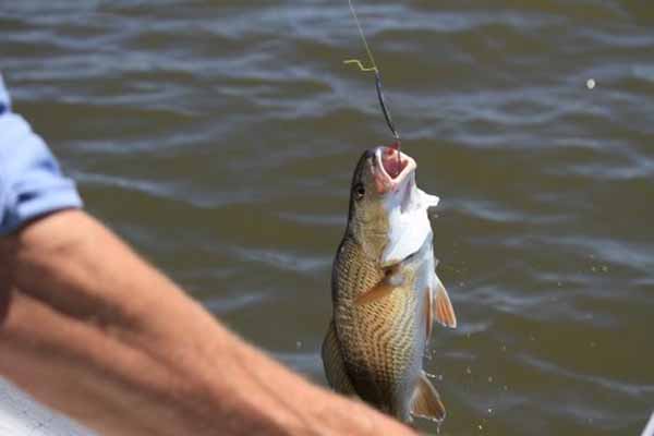 أداة ذكية لصيد الأسماك